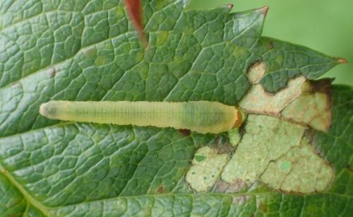 Réf. 247 740 : Endelomyia aethiops